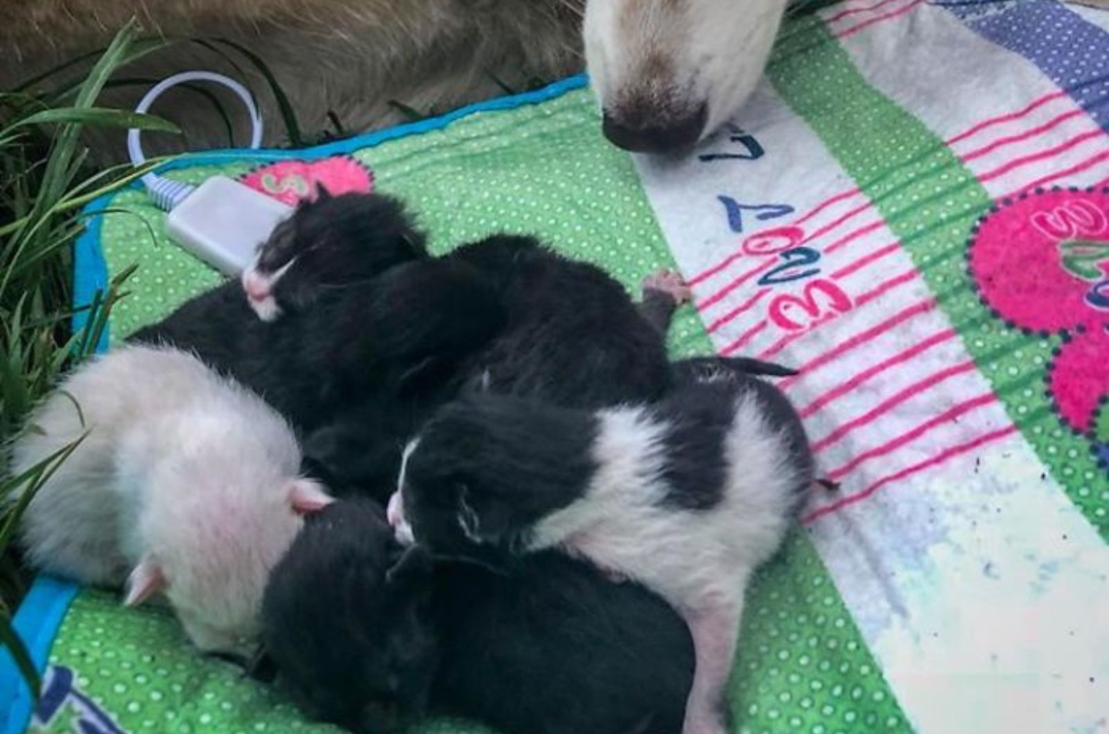 kittens on a blanket