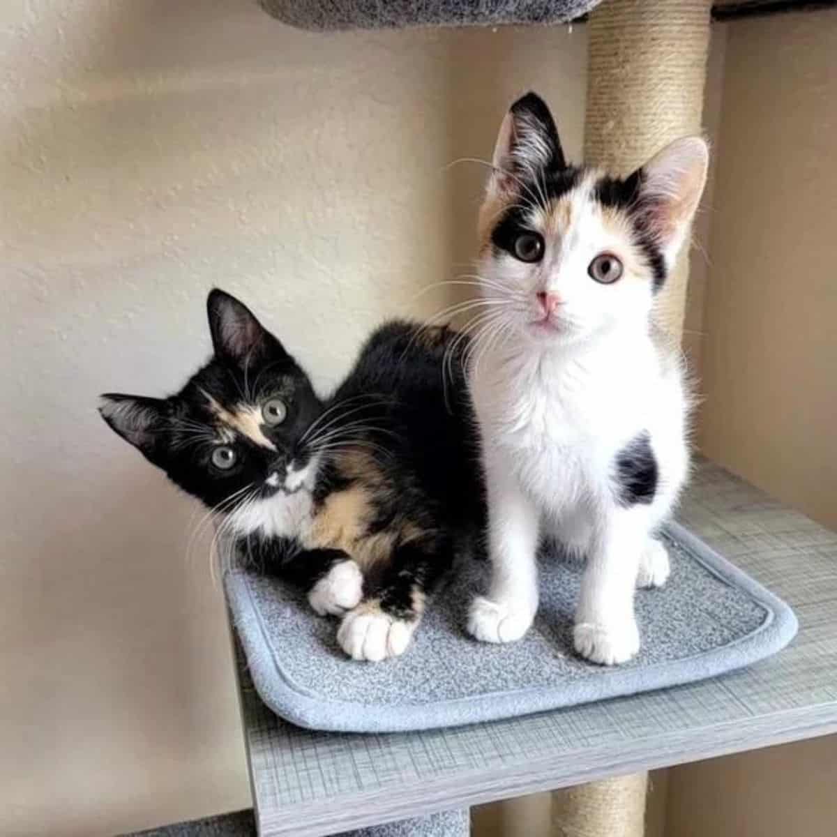 kittens on a tree