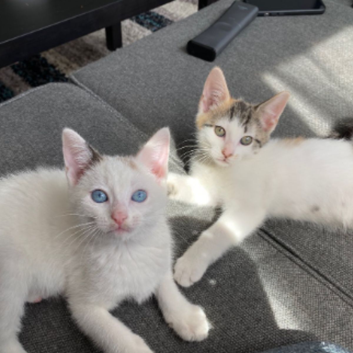 kittens on the couch