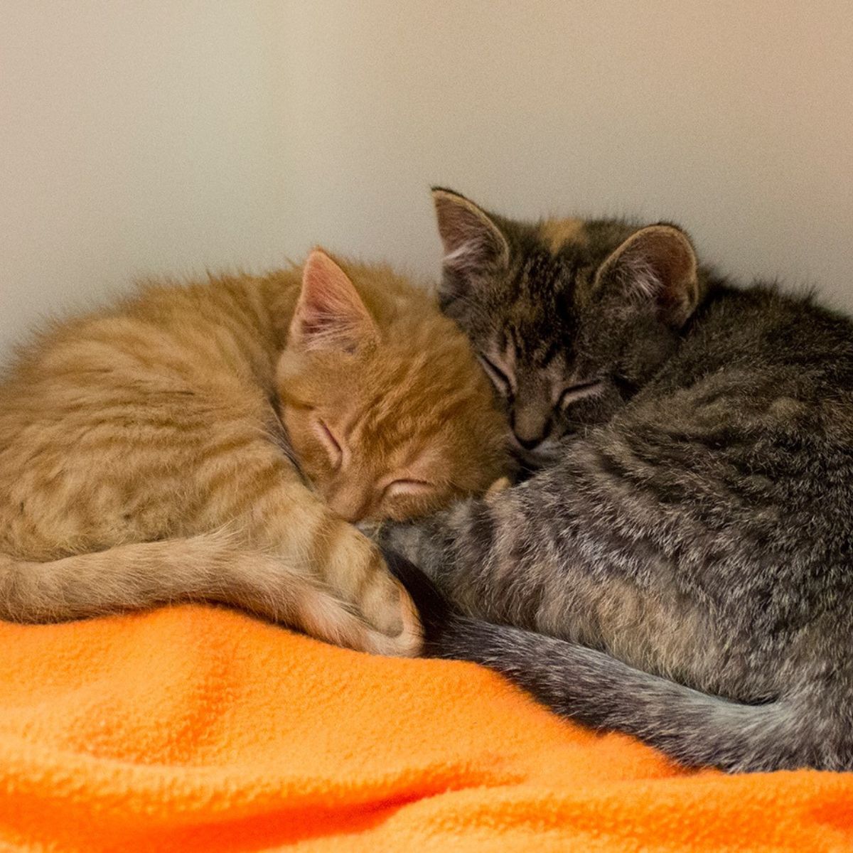 kittens sleeping together