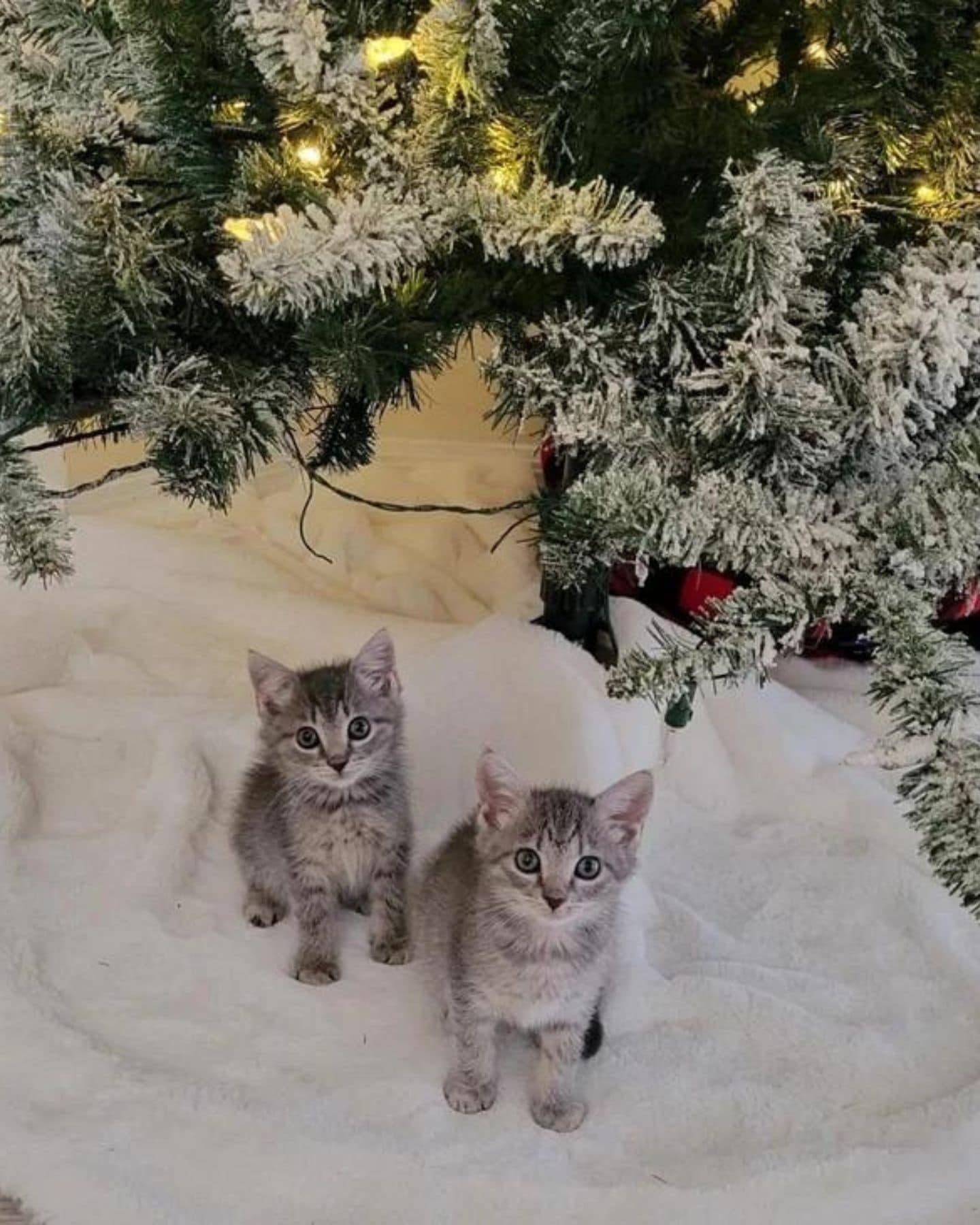 kittens under a christamas tree