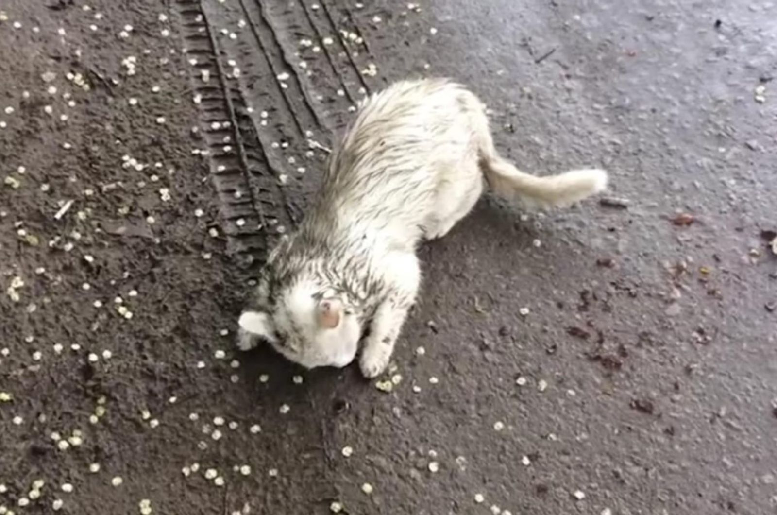 kitty in mud