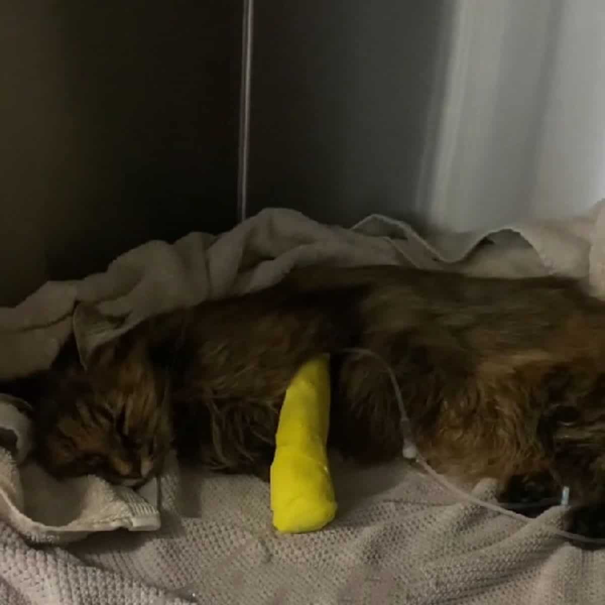 kitty lying in the icu