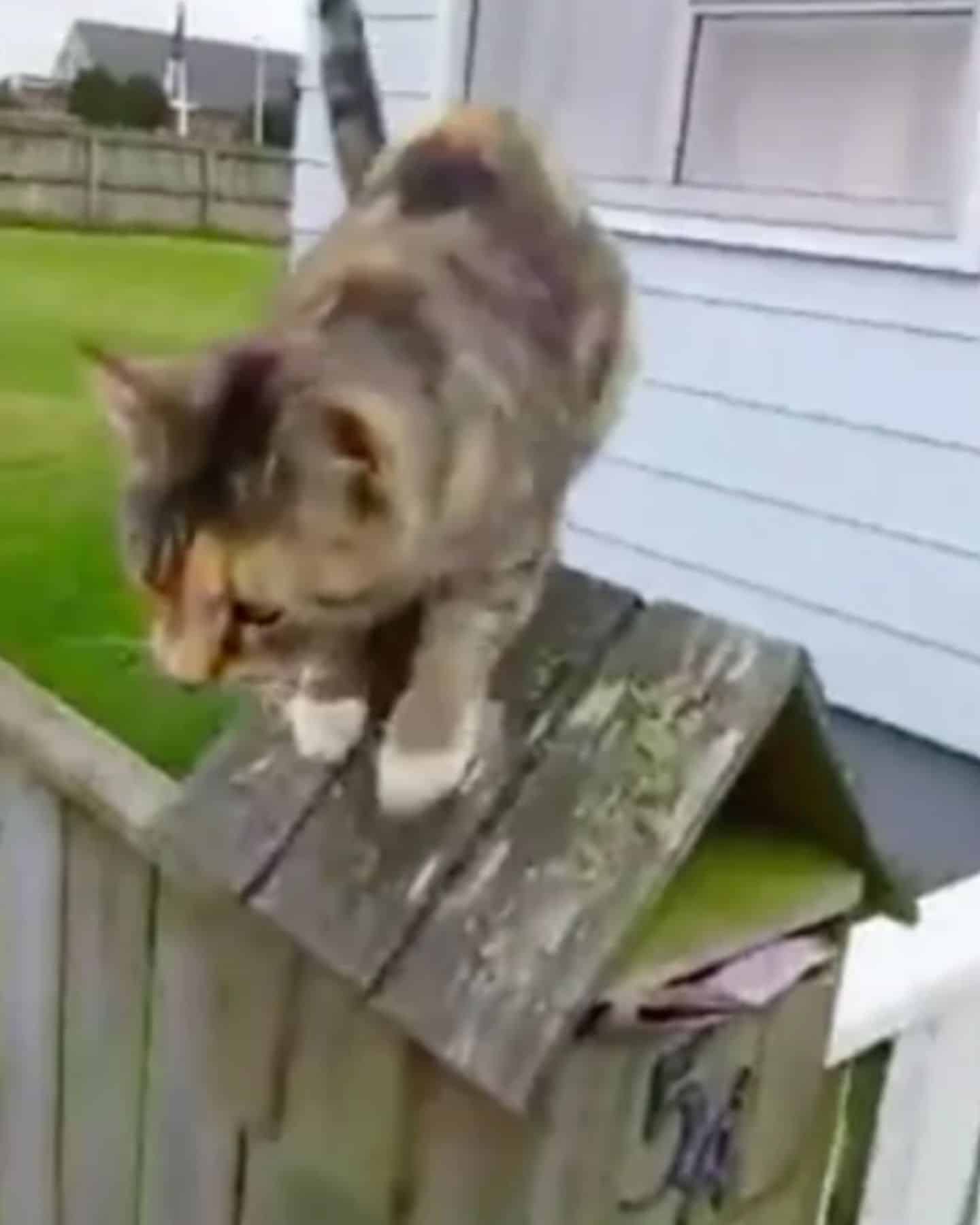 kitty on the wooden piece