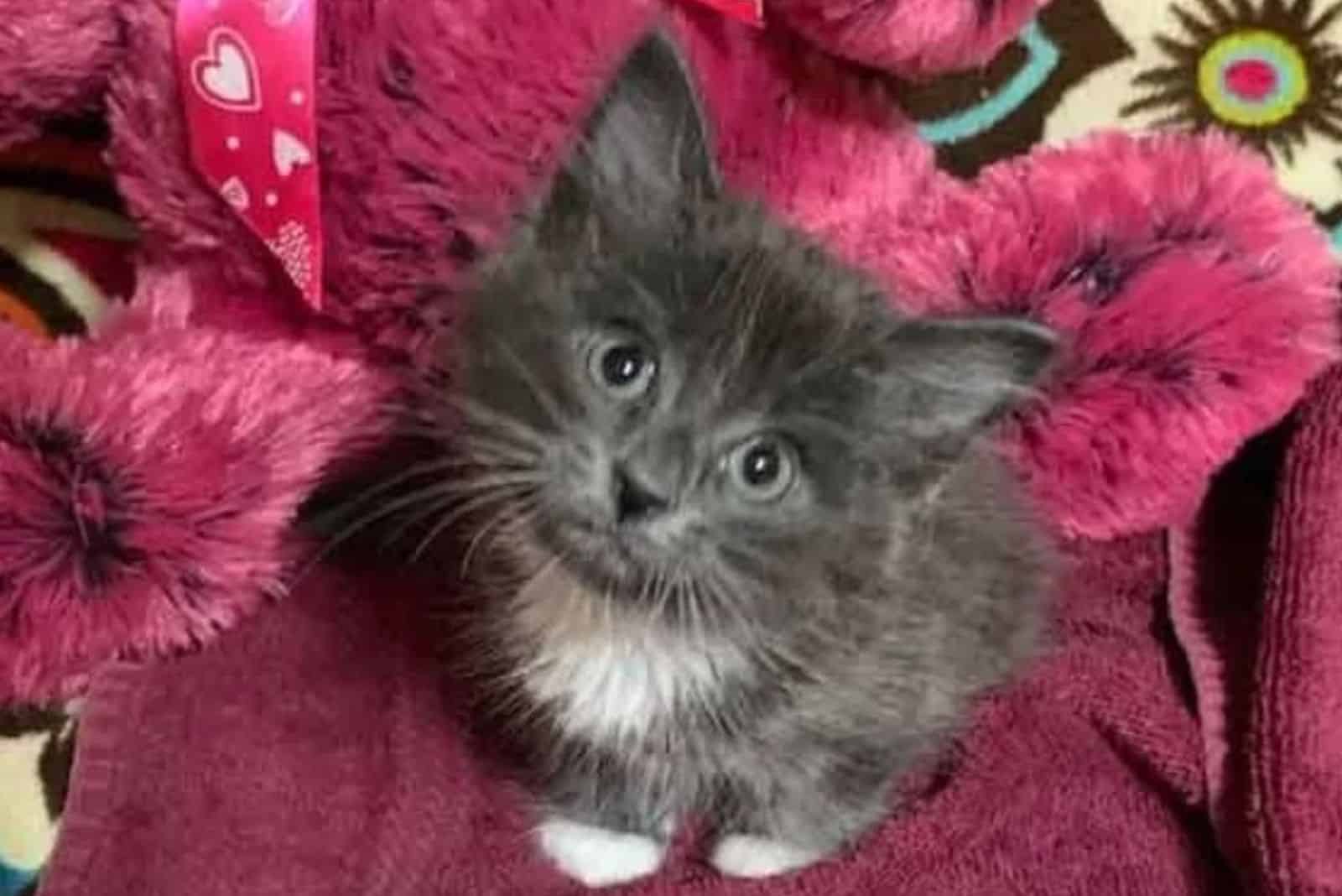 lady purrl sitting on a blanket