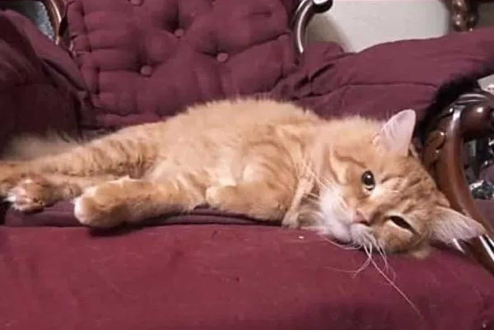 lazy cat laying on sofa