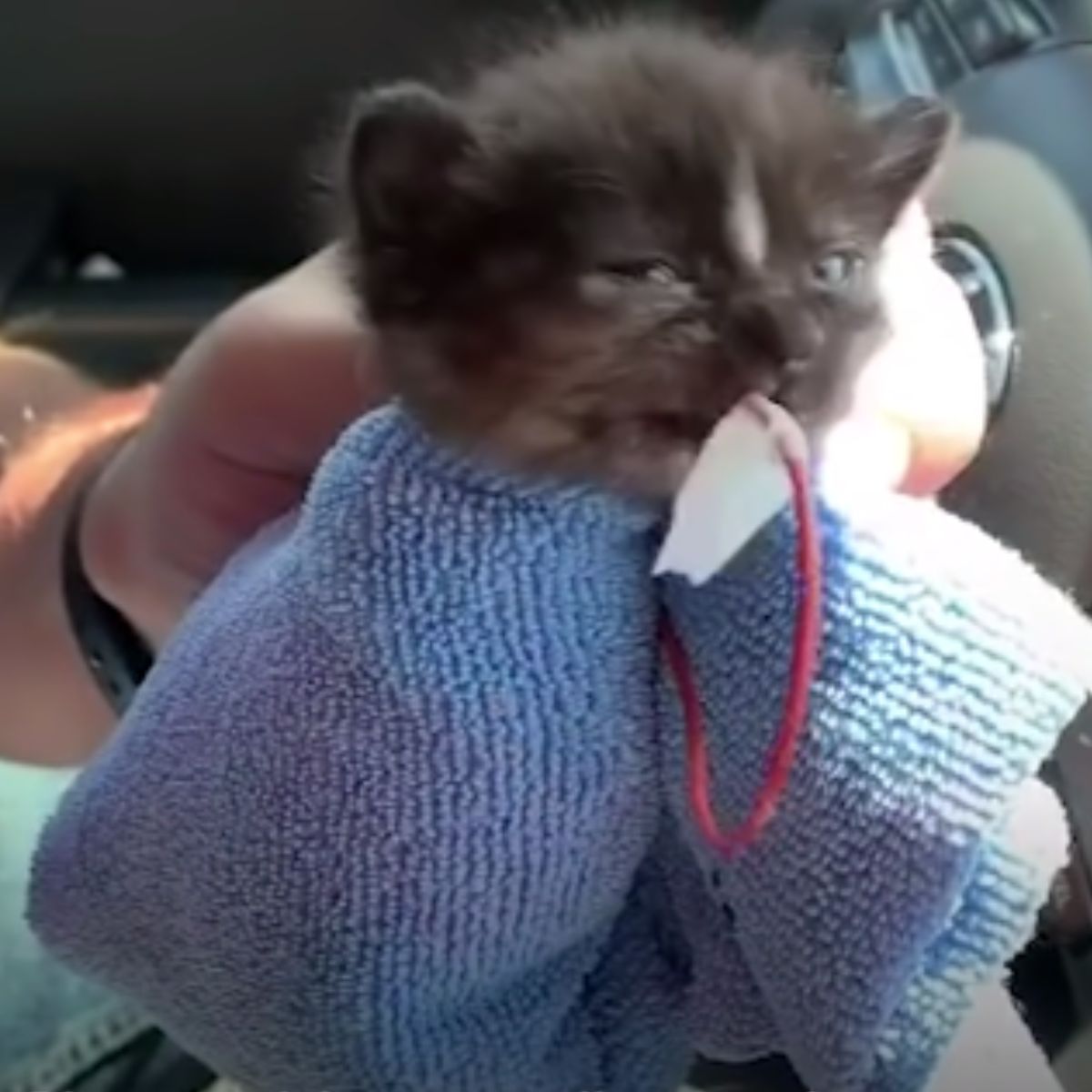 little kitten rescued