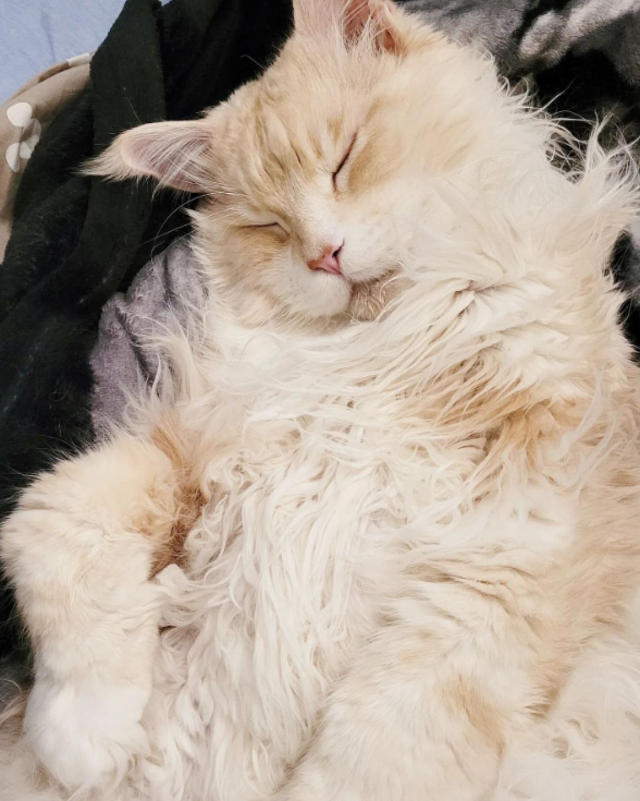 maine coon sleeping