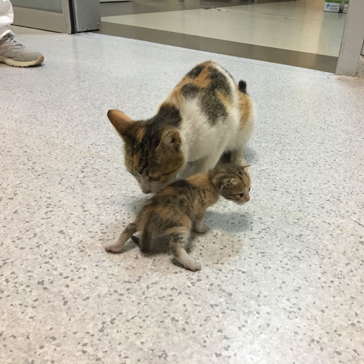 mama cat brought sick kitten