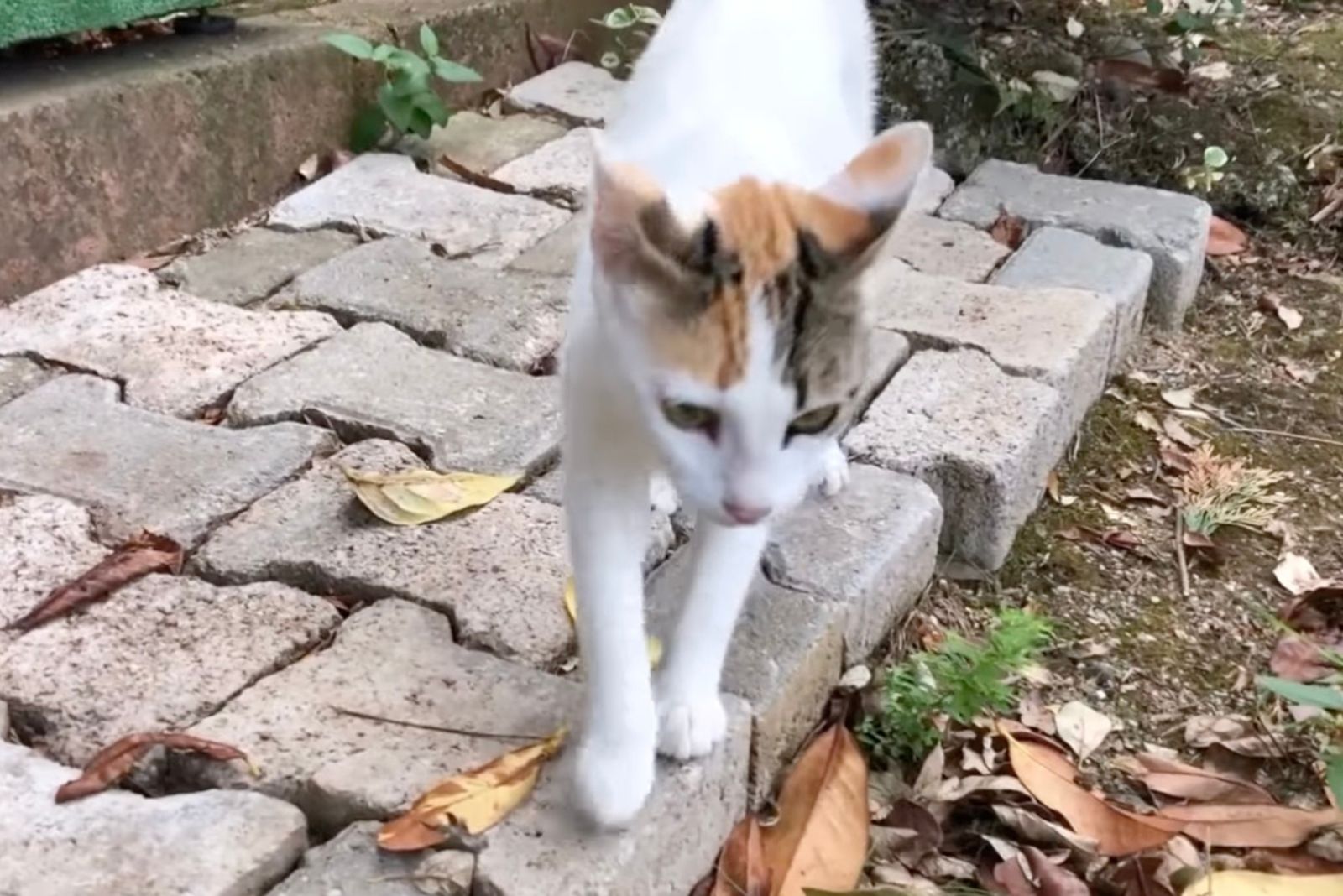 mama cat walking