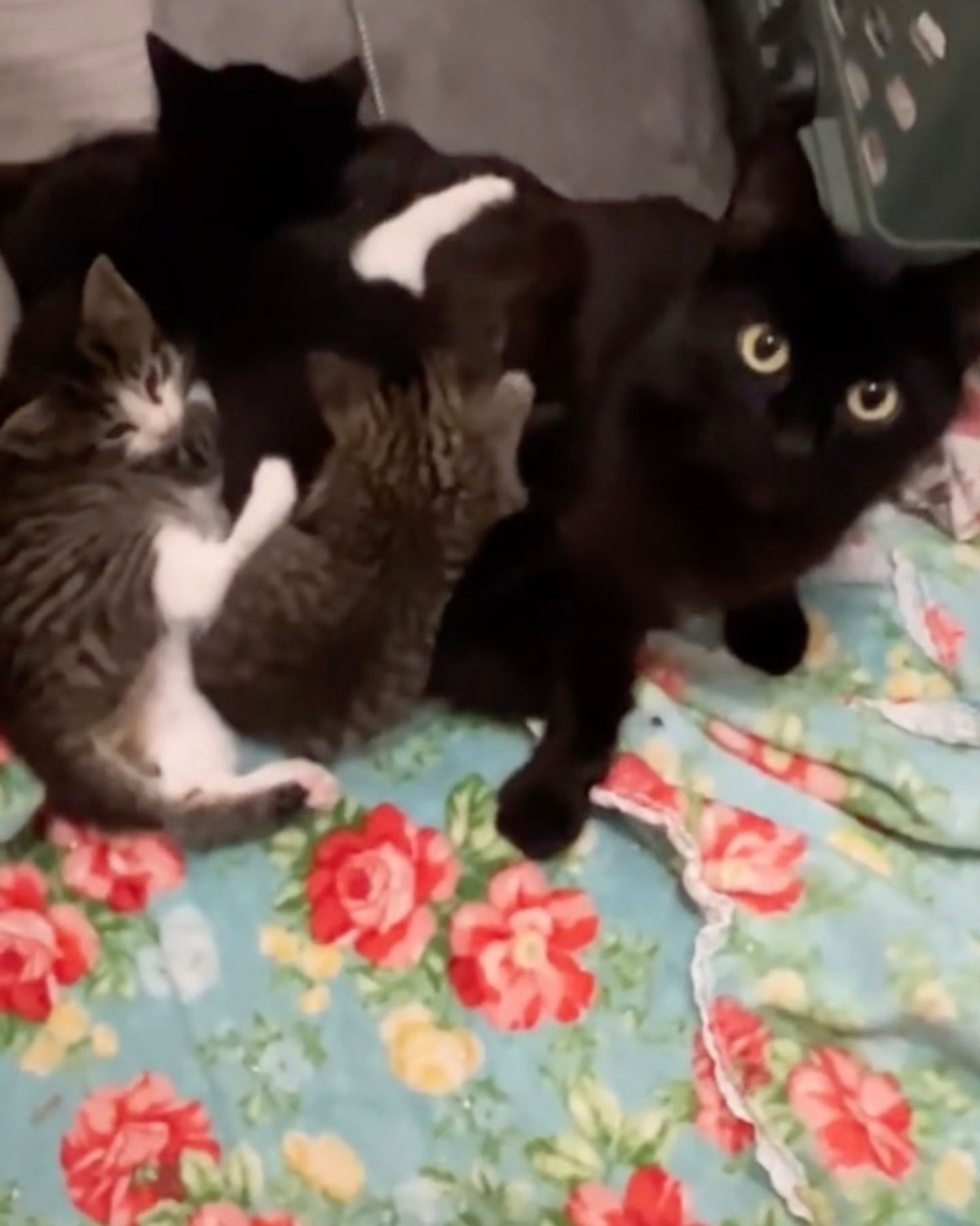 mama cat with kittens