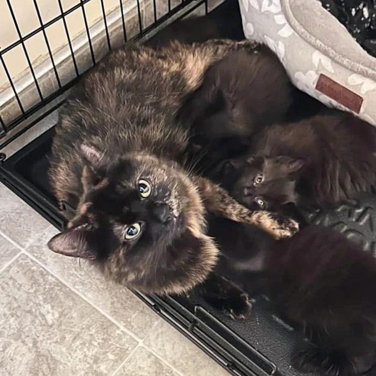 mama cat with kittens