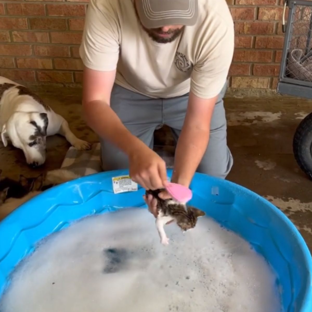 man bathing kitten