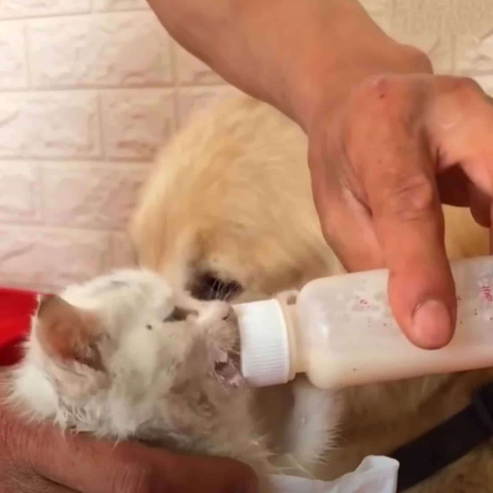 man feeds kitten with dog next to him