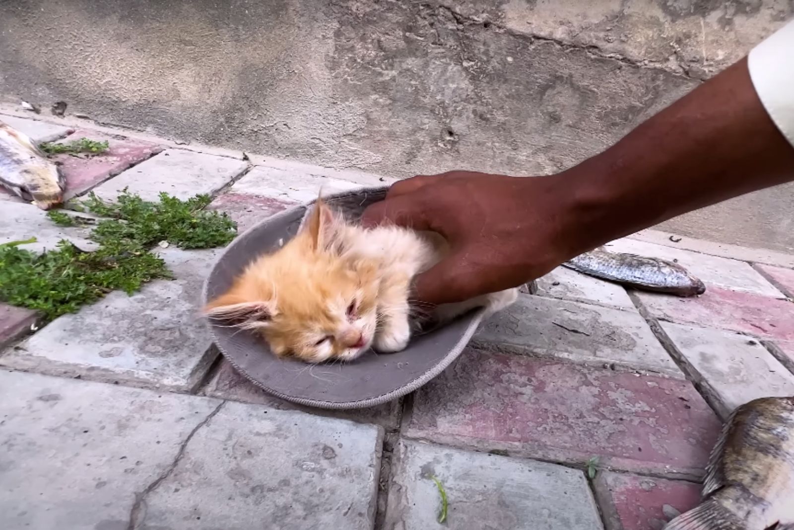 man getting little cat