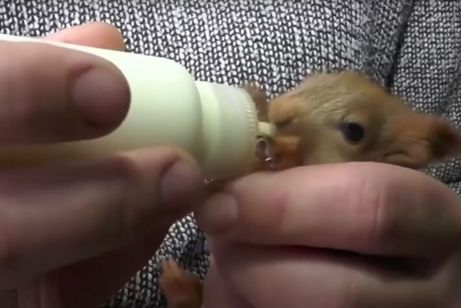 man-hand-feeding-a-squirrel