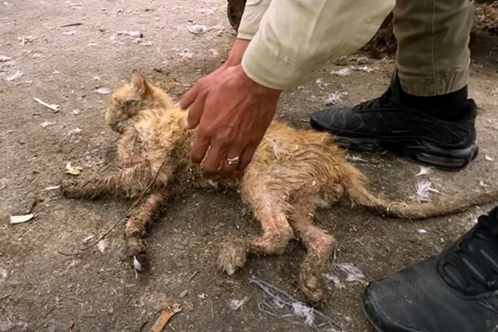 man helping injured cat