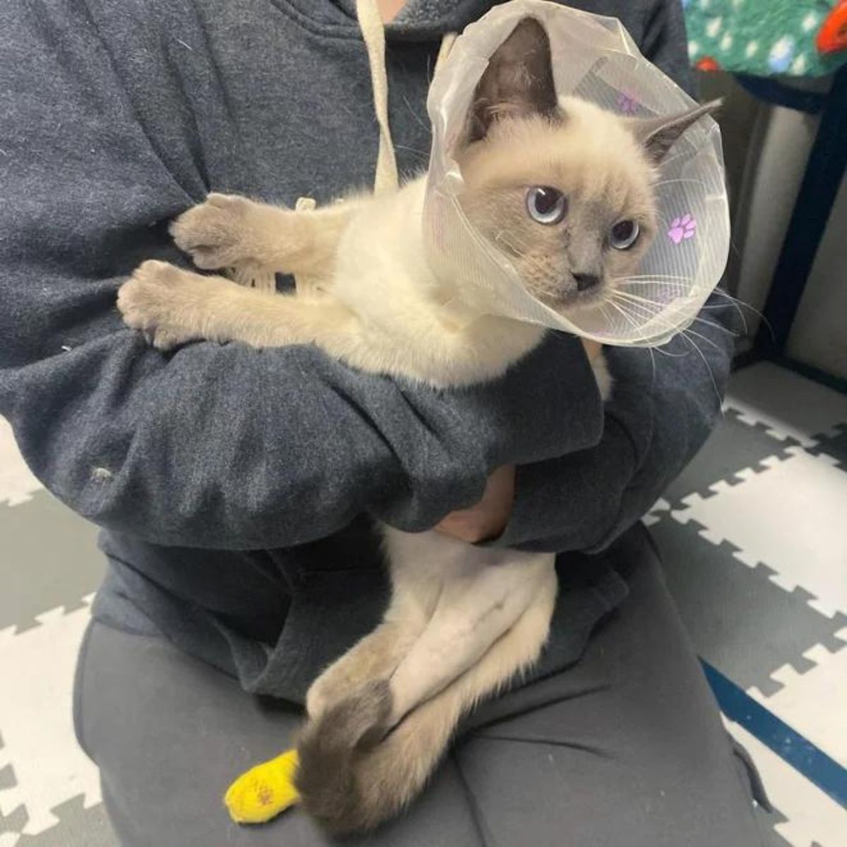 man holding cat with collar