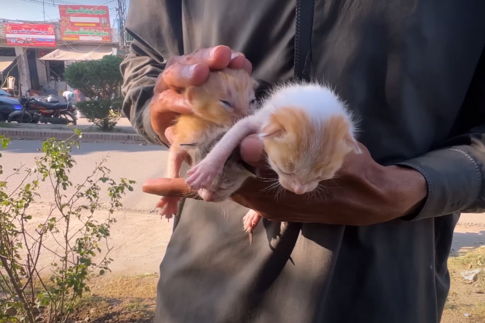 man holding cats in hnds