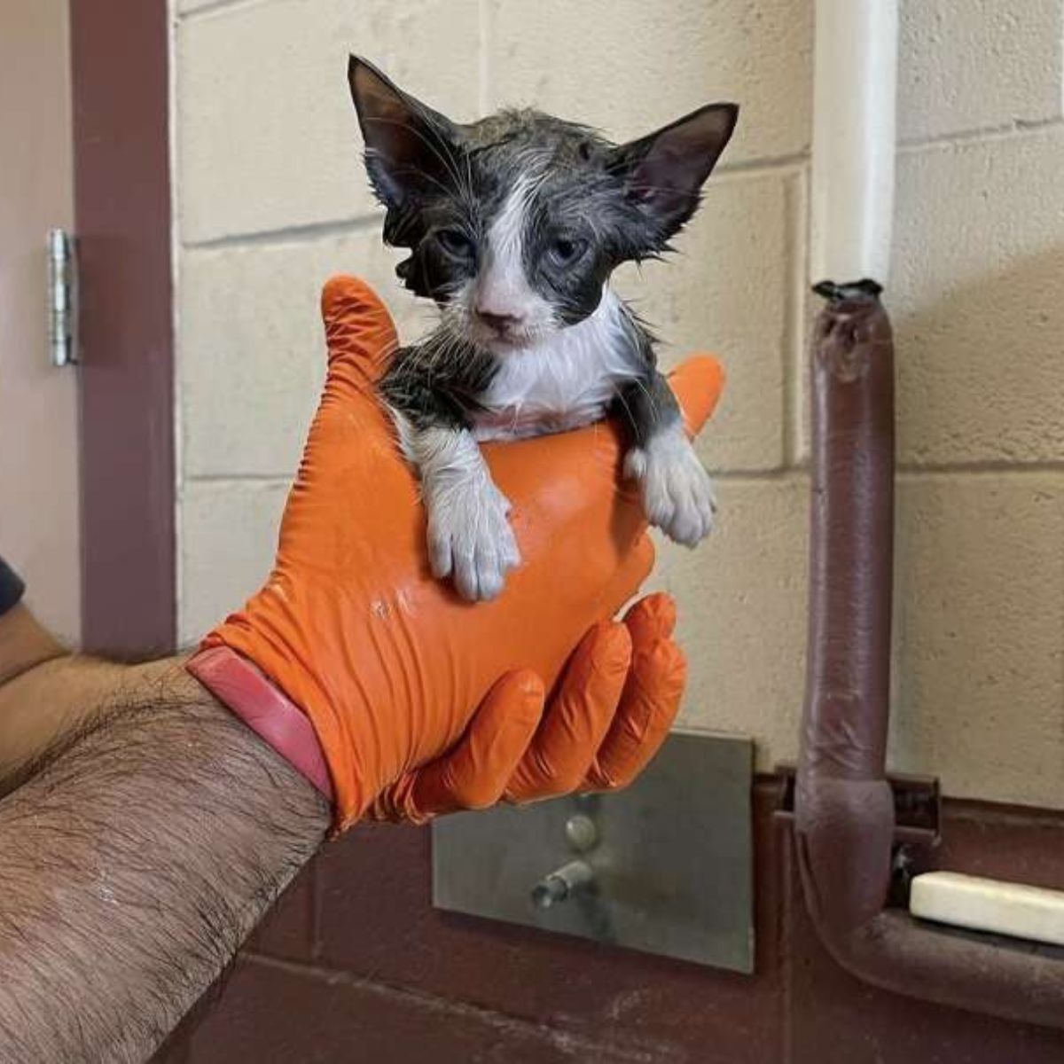 man in gloves holding kitten