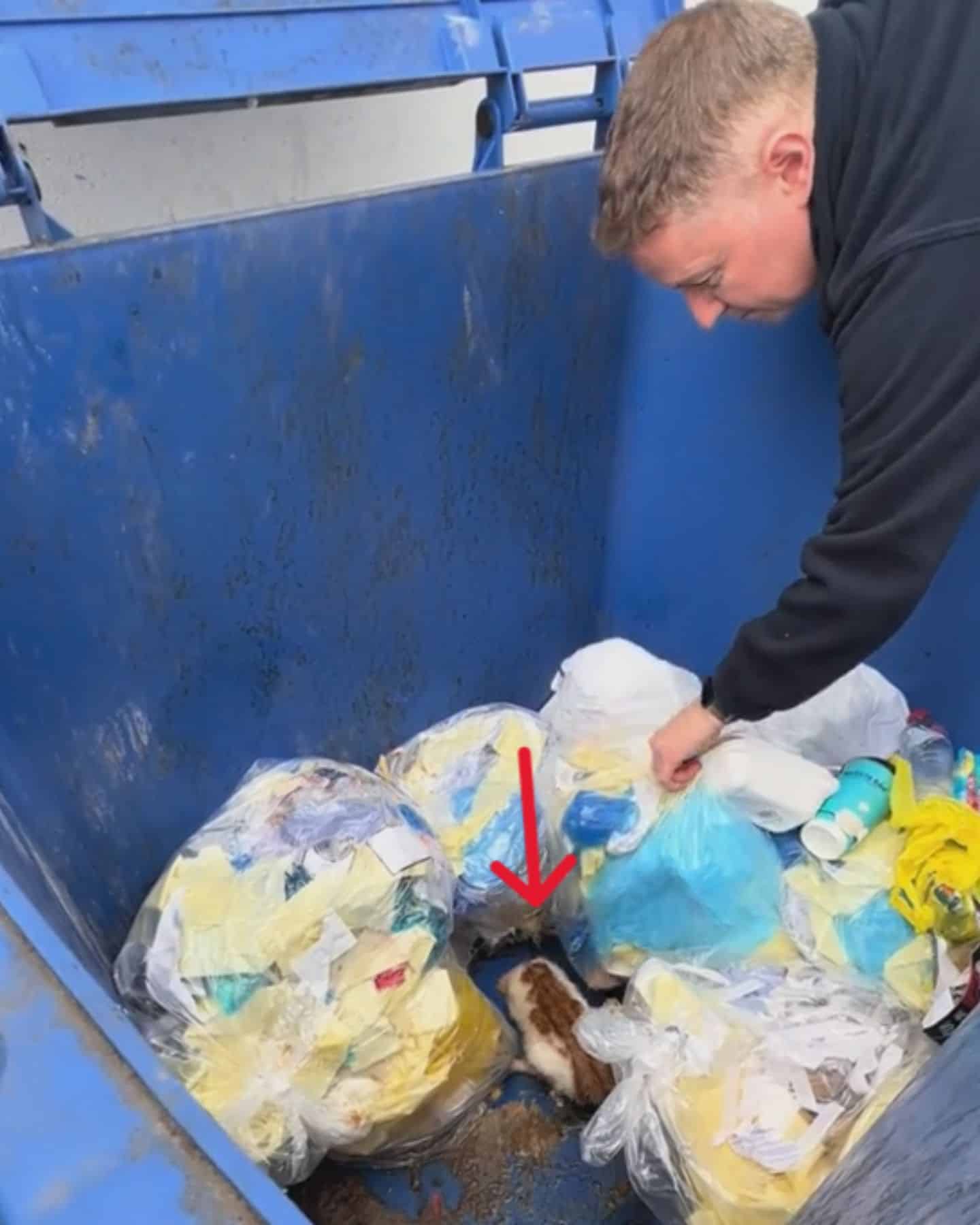 man reaching kitten in dumpster