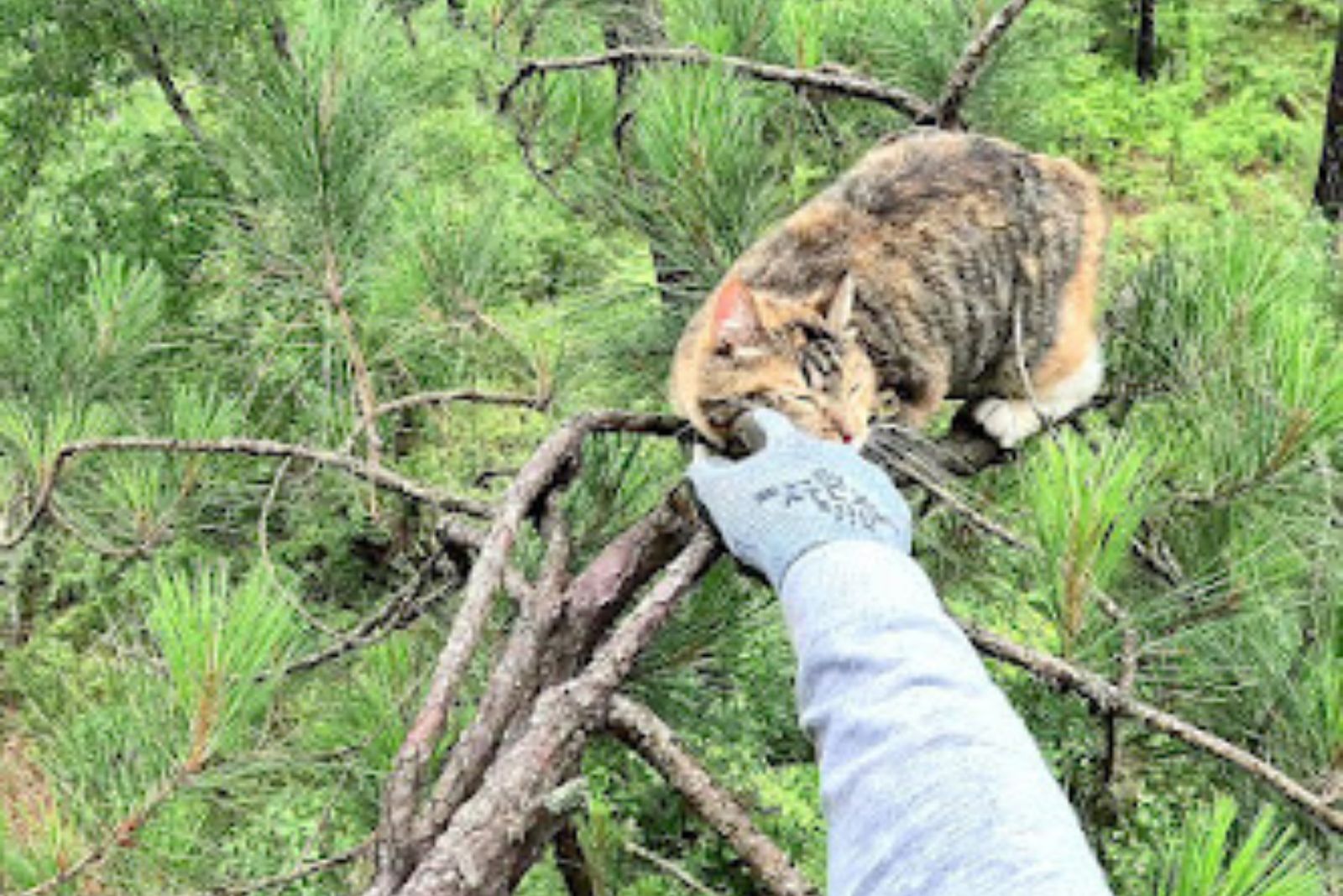 man rescuing cat