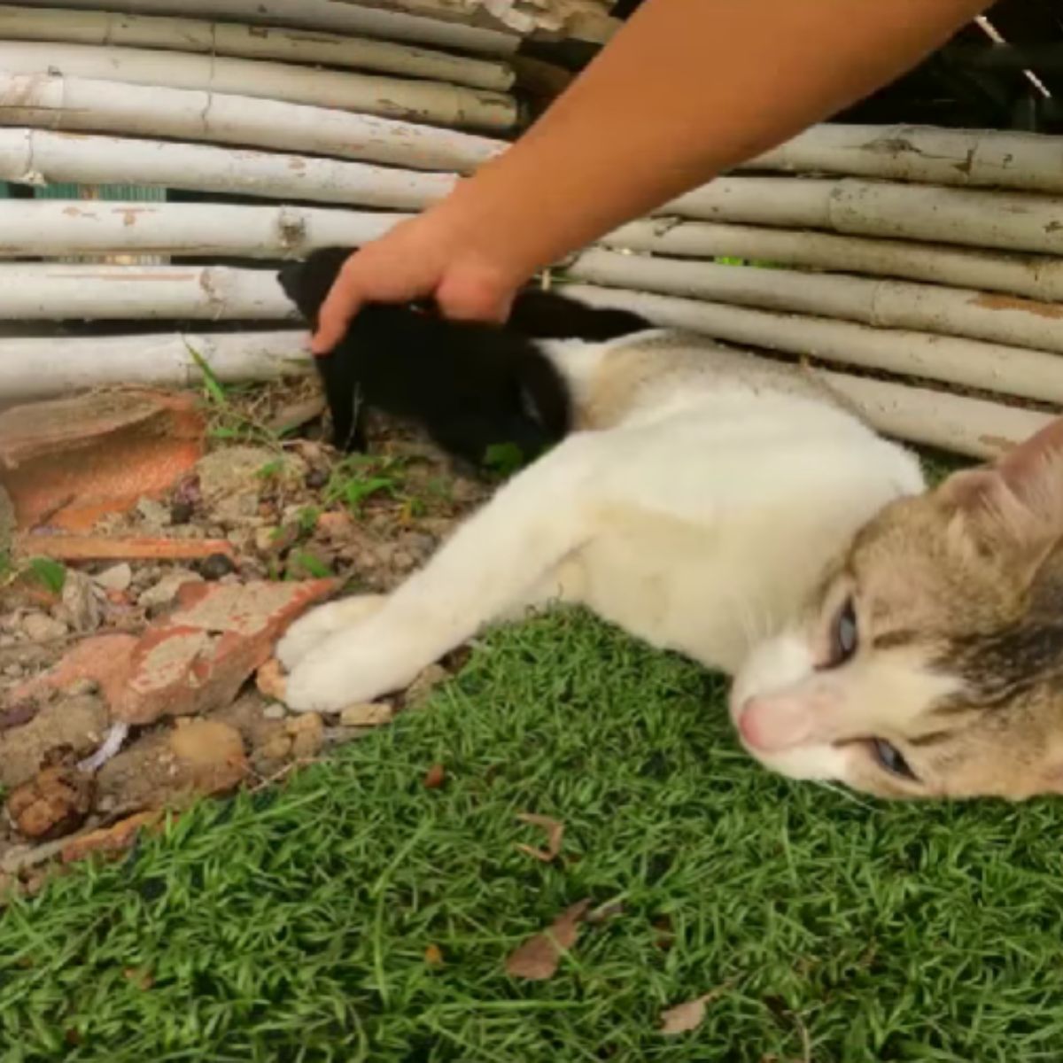 man taking away kitten from mother