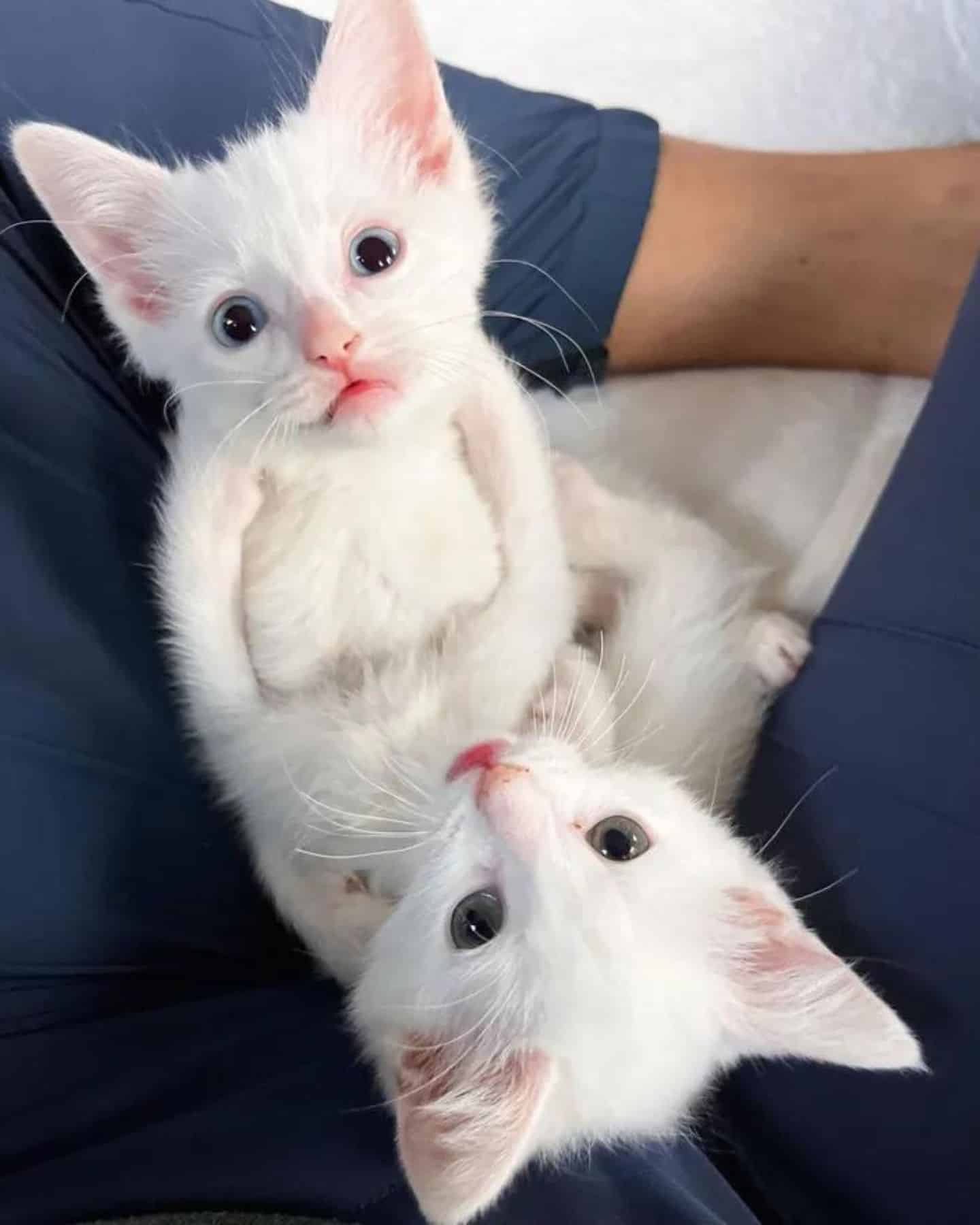 man with adorable kitten