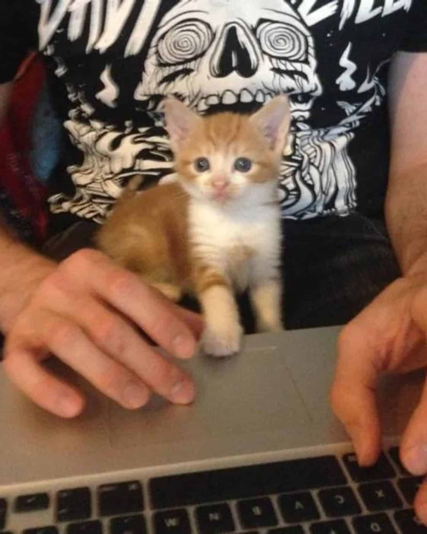 man working with kitten in front