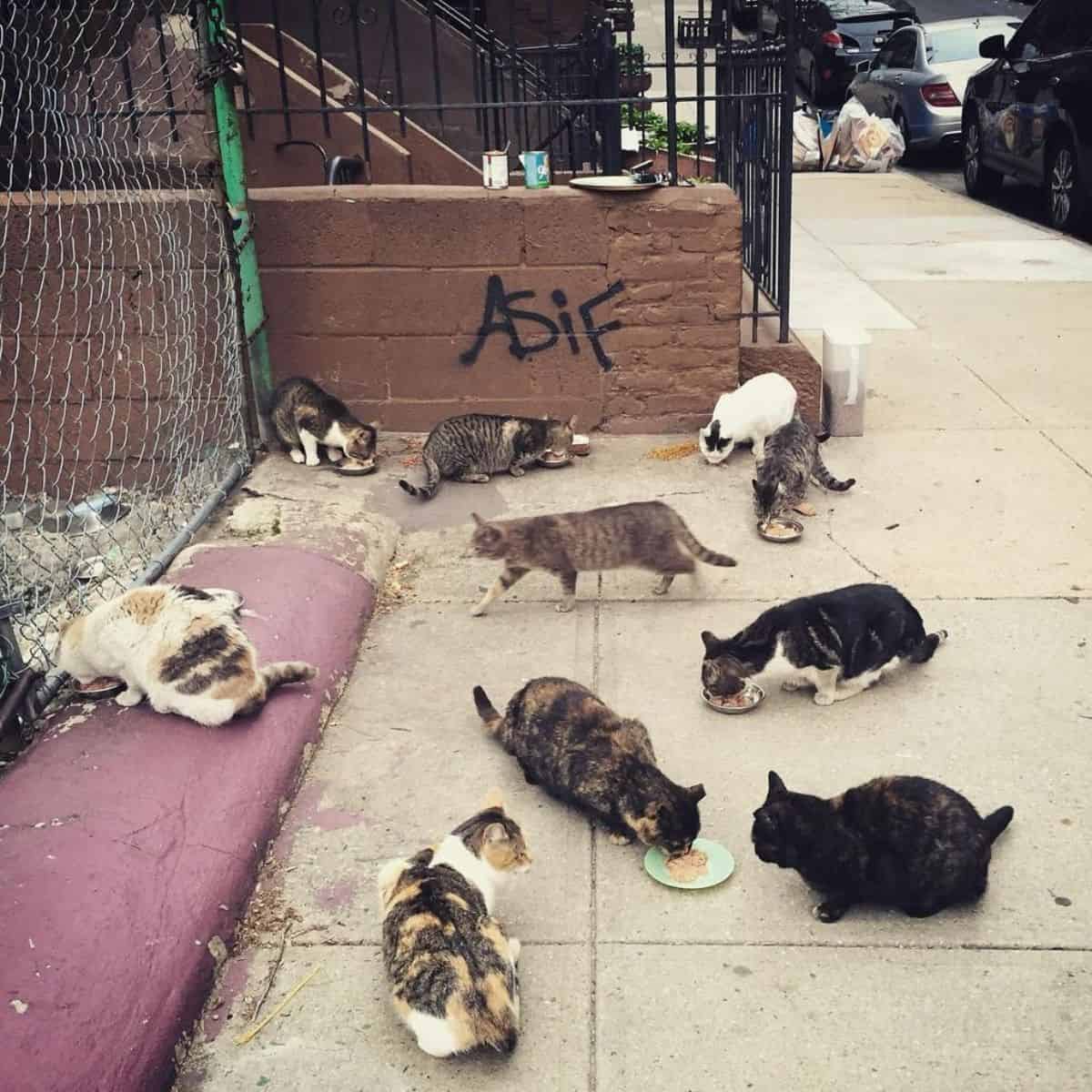 many cats at street