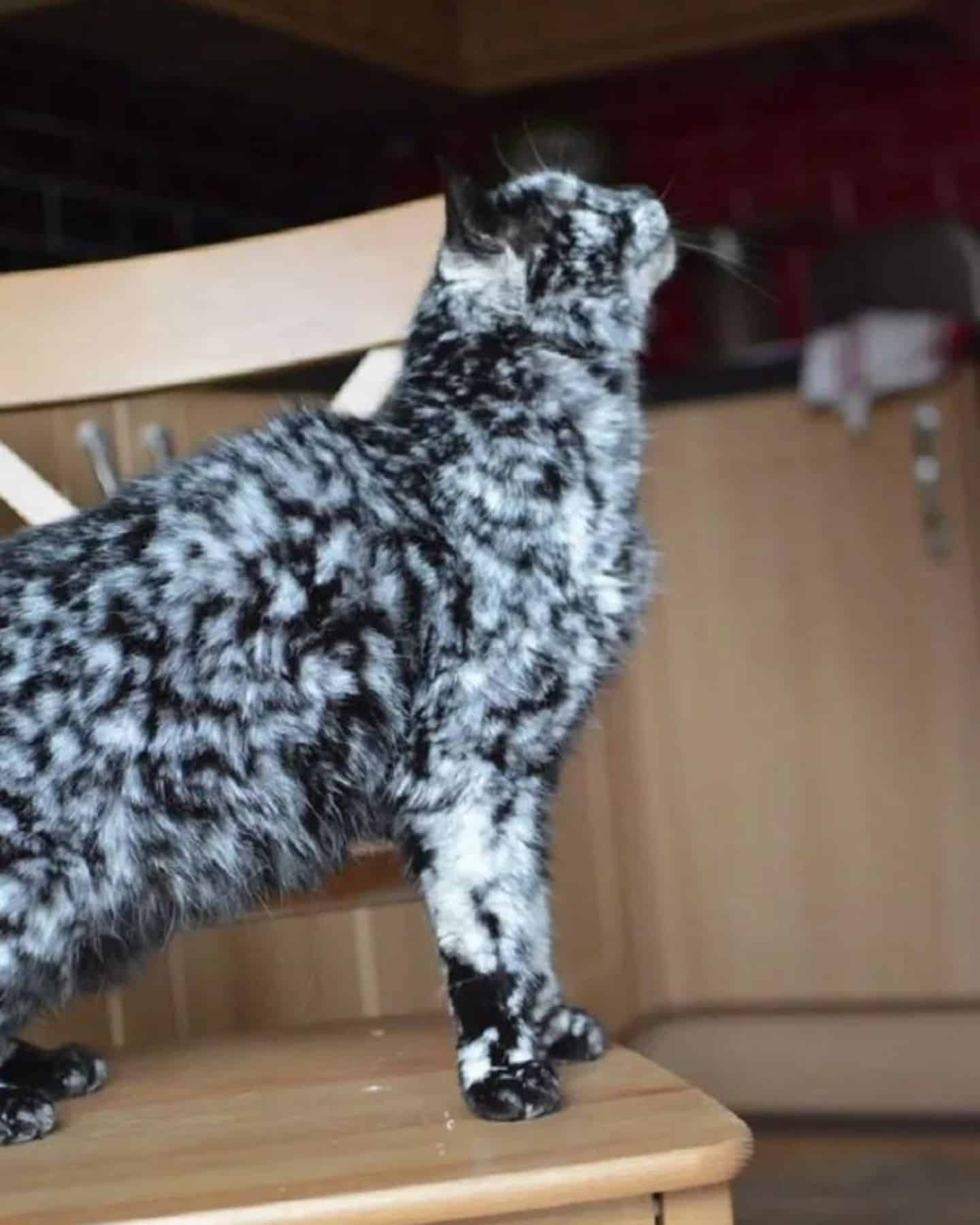 marble cat standing on a chair