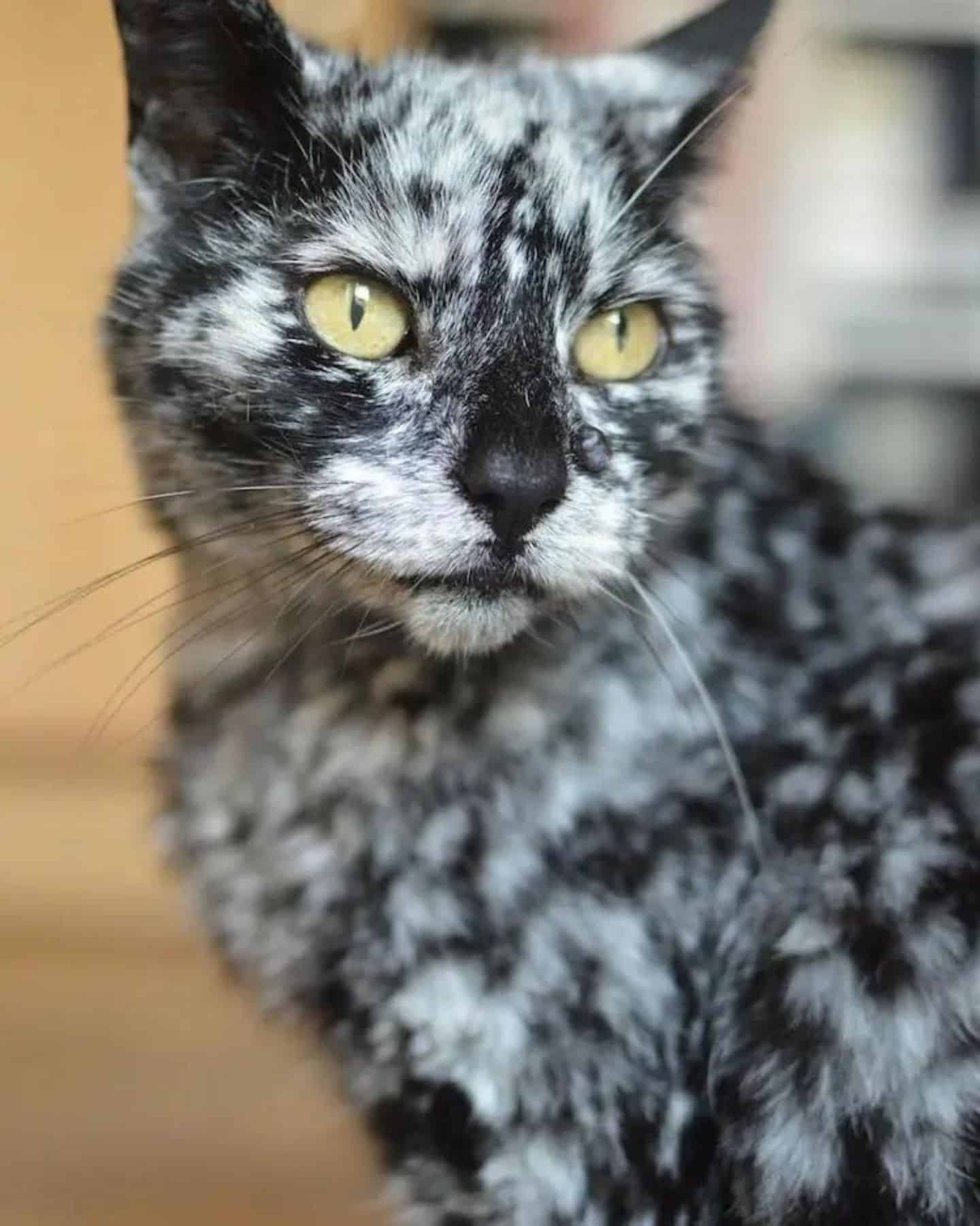 marble fur cat