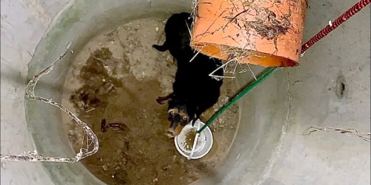 Dog Spent Two Days in the Manhole Until the Man Found Him