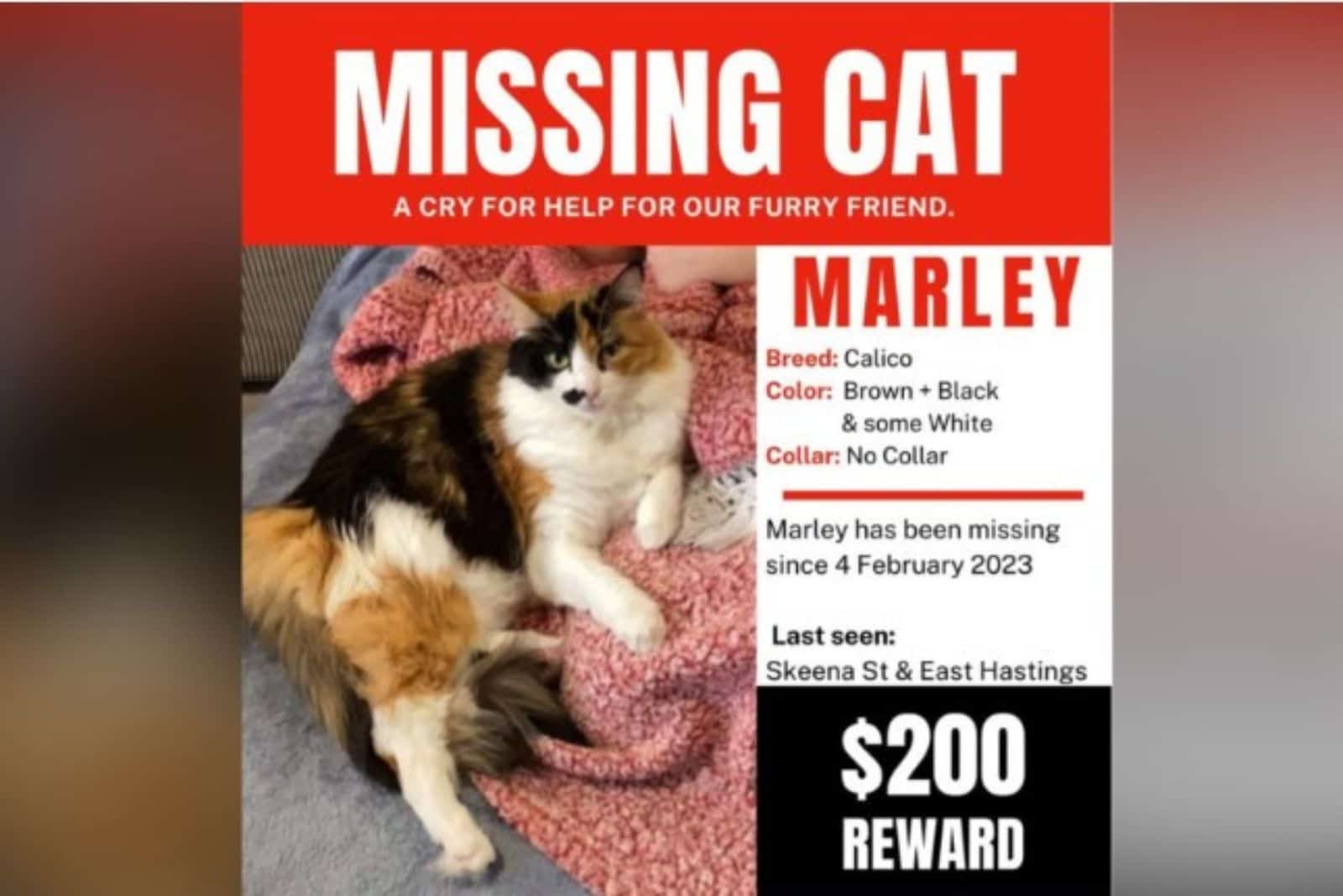 missing cat