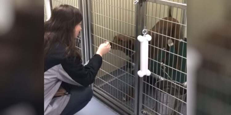 Dog Lost For 2 Years Identifies Mom’s Scent At Shelter And Is Overwhelmed With Joy