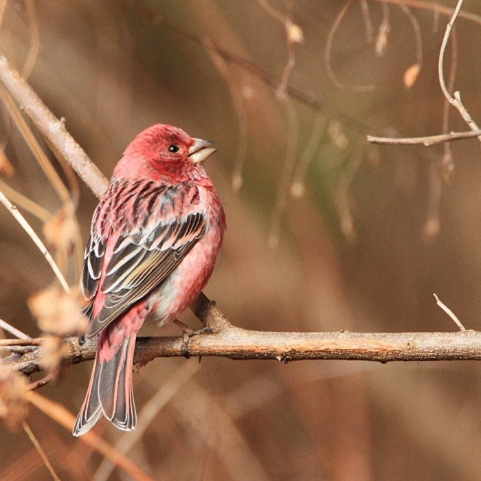 The pink-browed rosefinch is a bird that is almost too beautiful to be true.