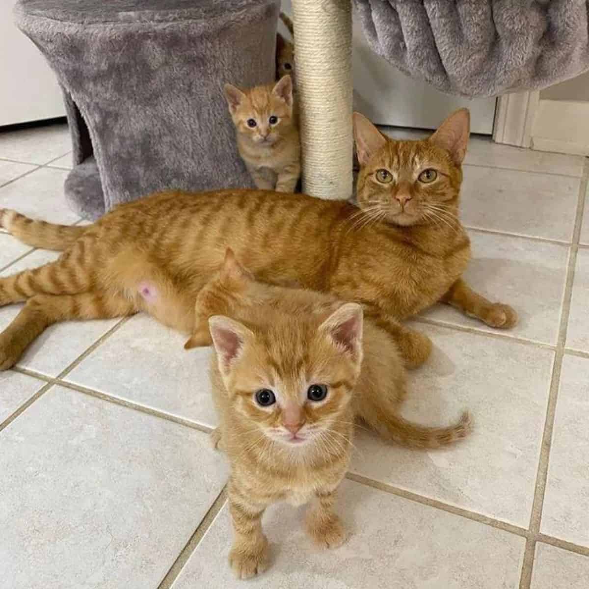 mom cat lying with two kittens next to her