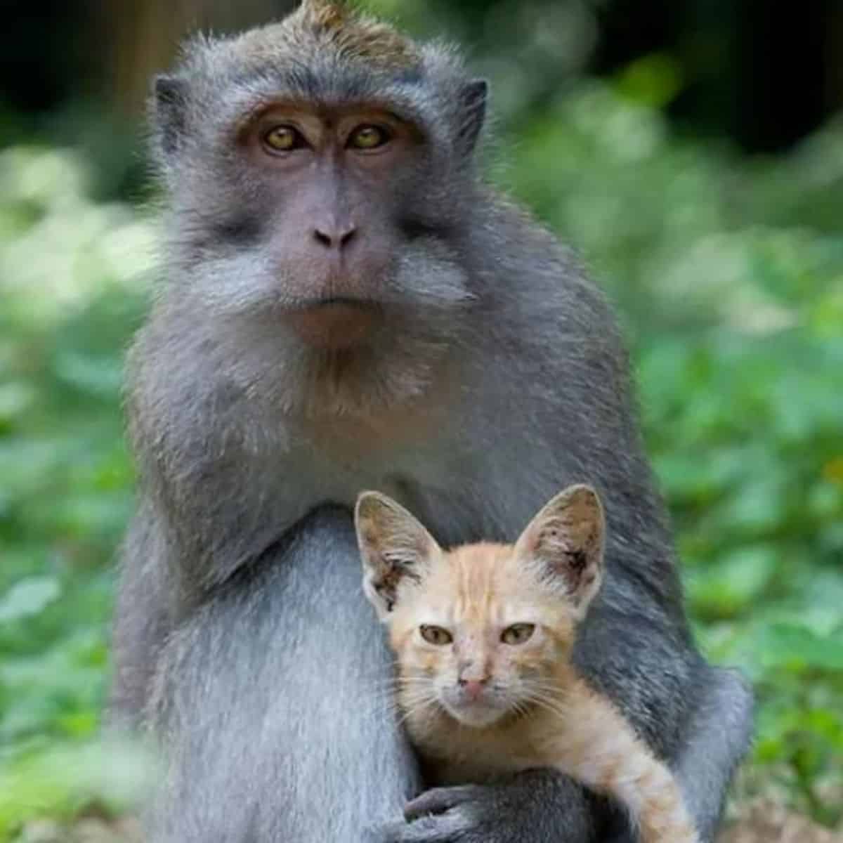 monkey and kitten pose for a bit in front of the camera