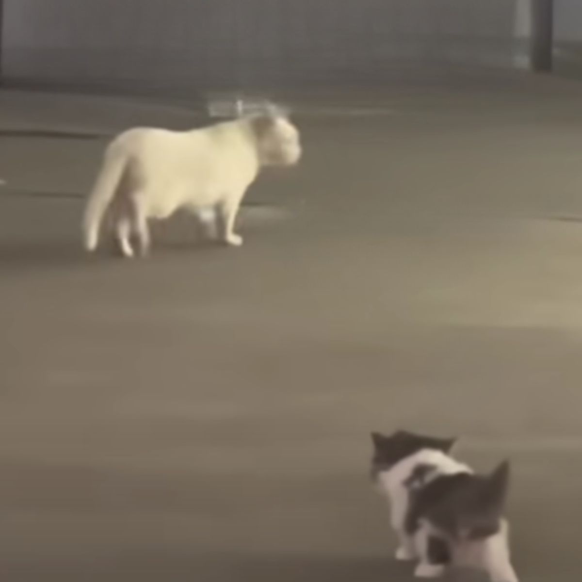 mother cat abandoning kitten