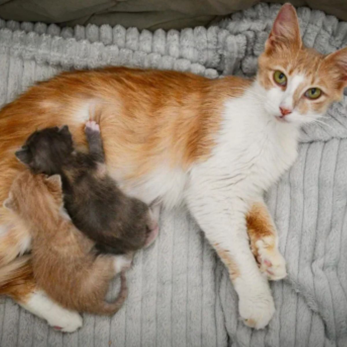 mother cat breastfeeding her kittens