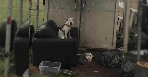 Abandoned Dog Waits In The Rain For His Hoomans to Come Back