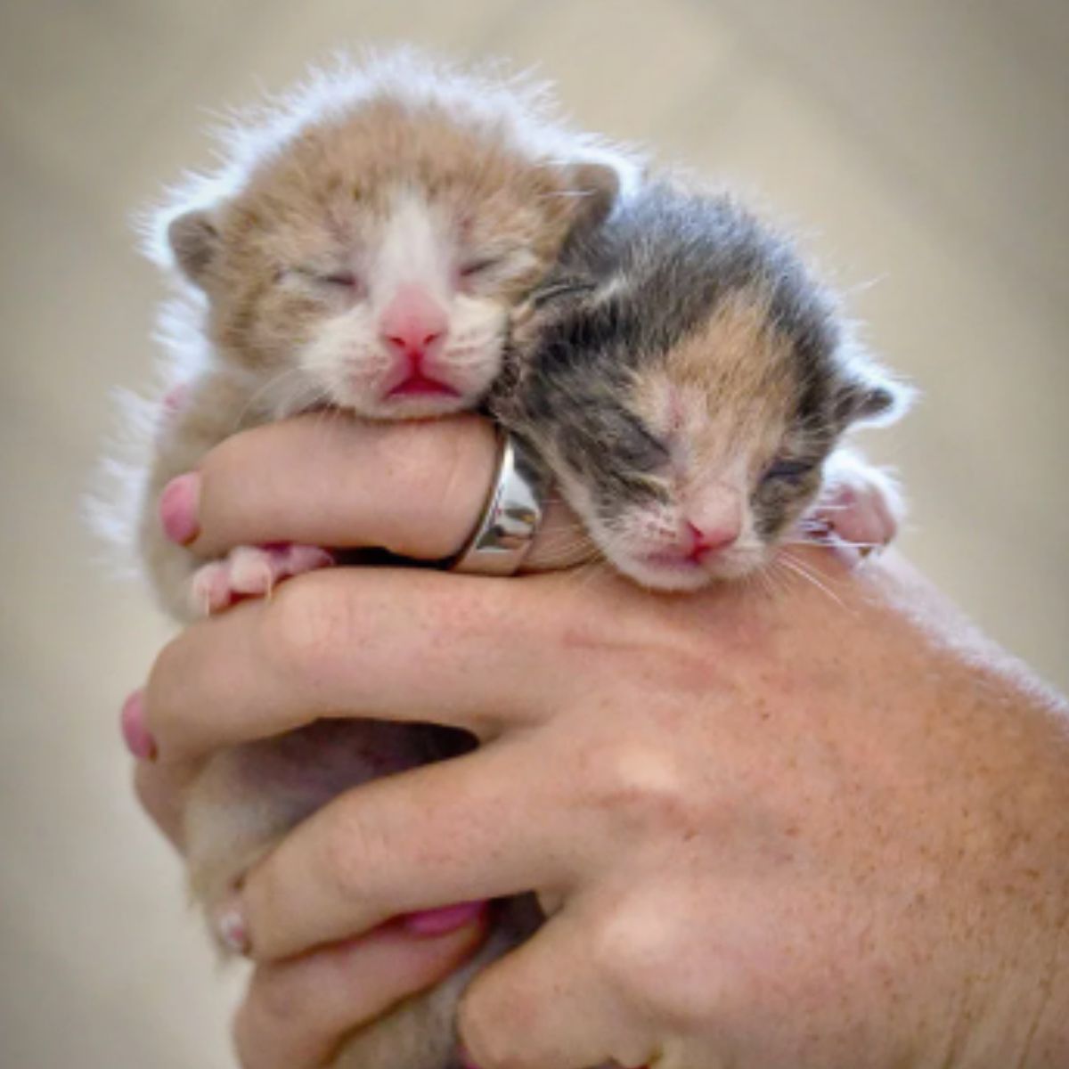 newborn kittens in hand