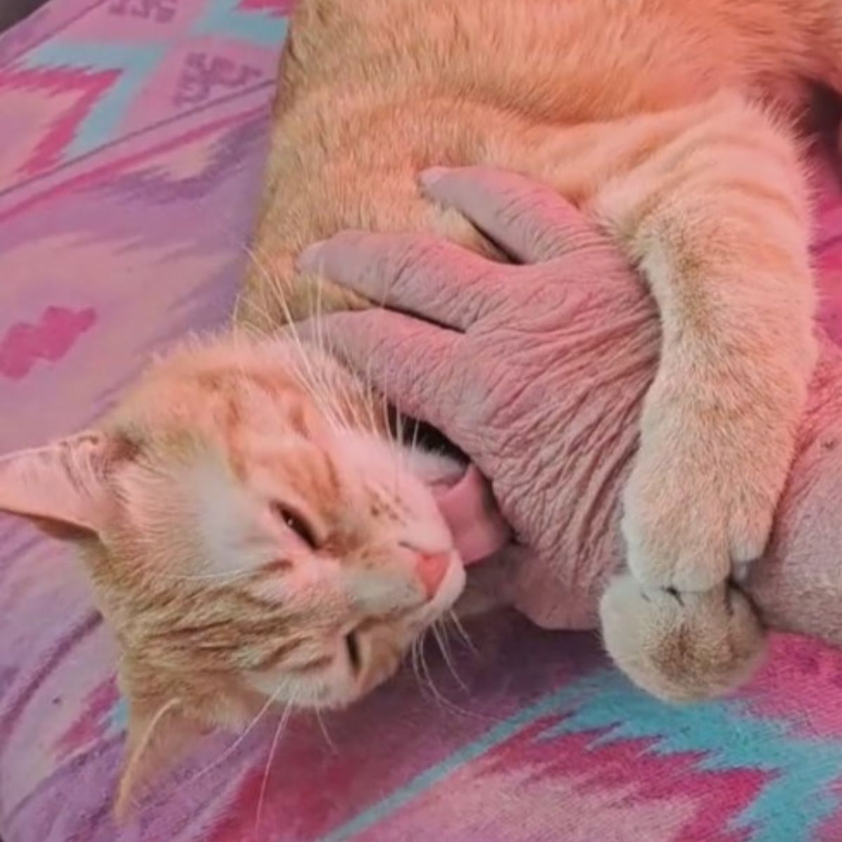 old guy petting a kitten