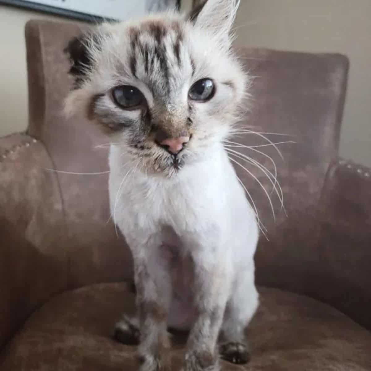 one eared cat sitting on sofa