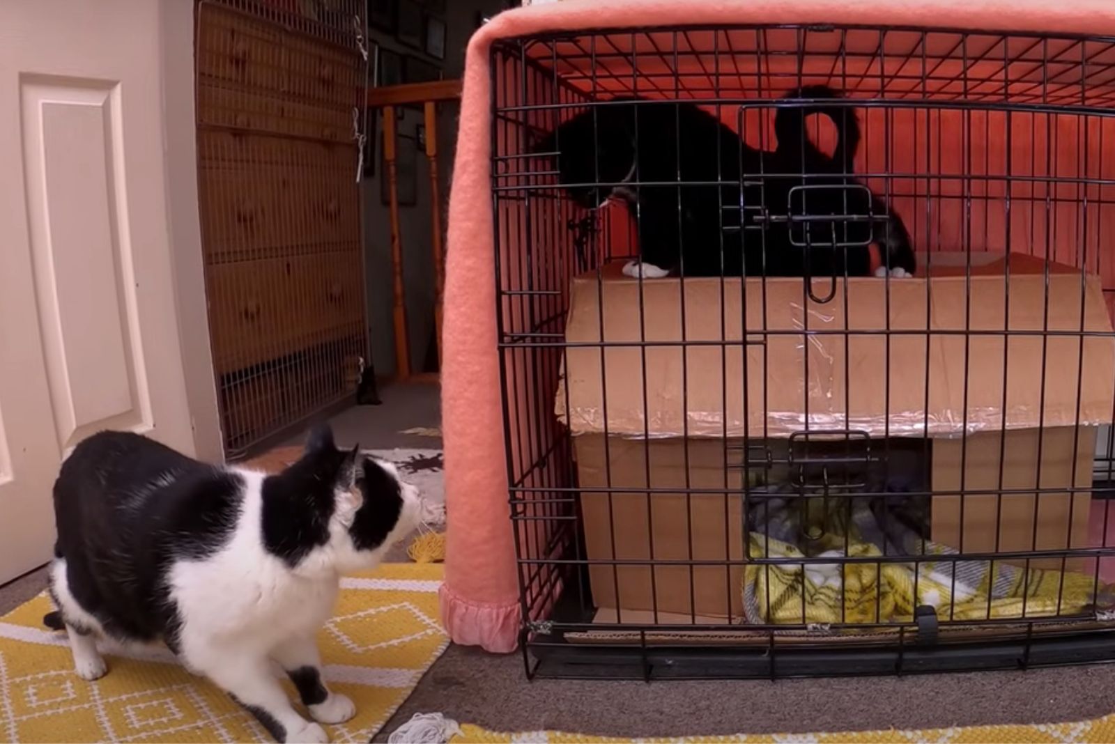 one kitten in a box and one next to a box