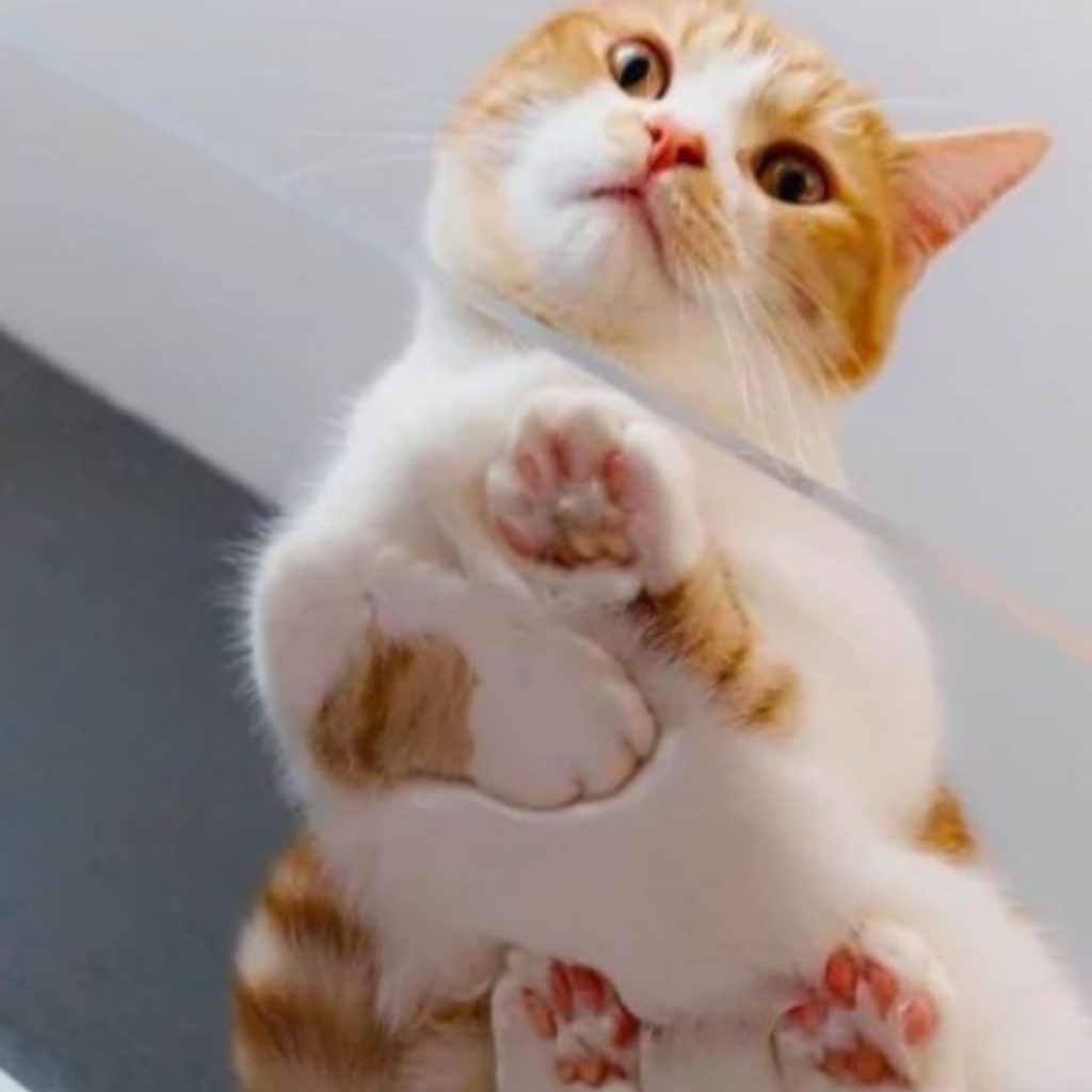 orange and white cat on glass