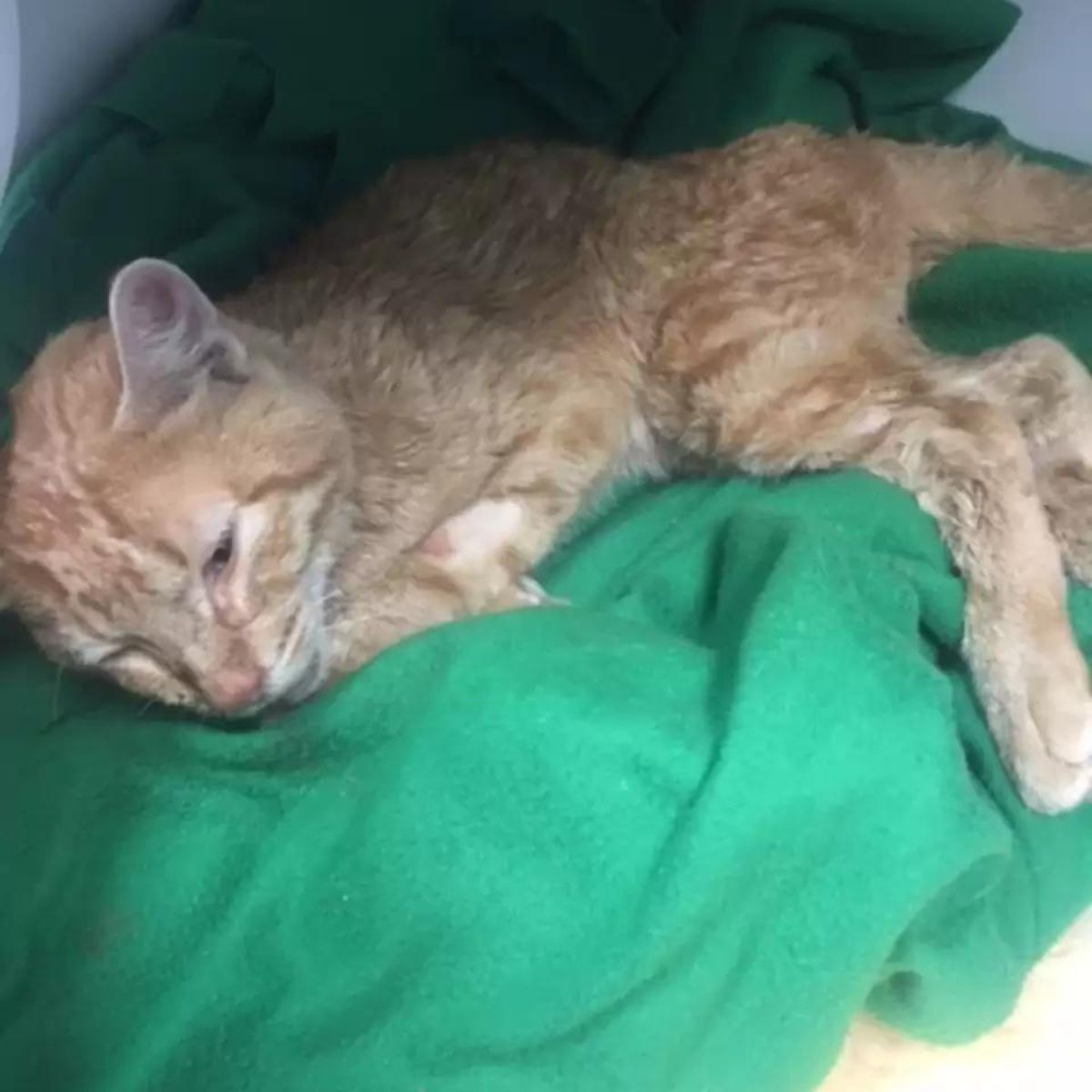 orange cat and green blanket