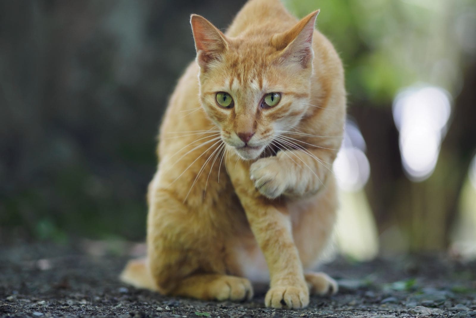 orange cat sitting outside