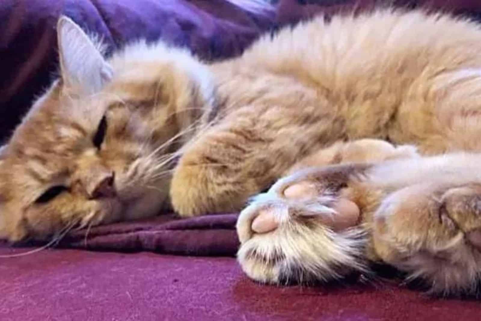 orange cat sleeping in a house