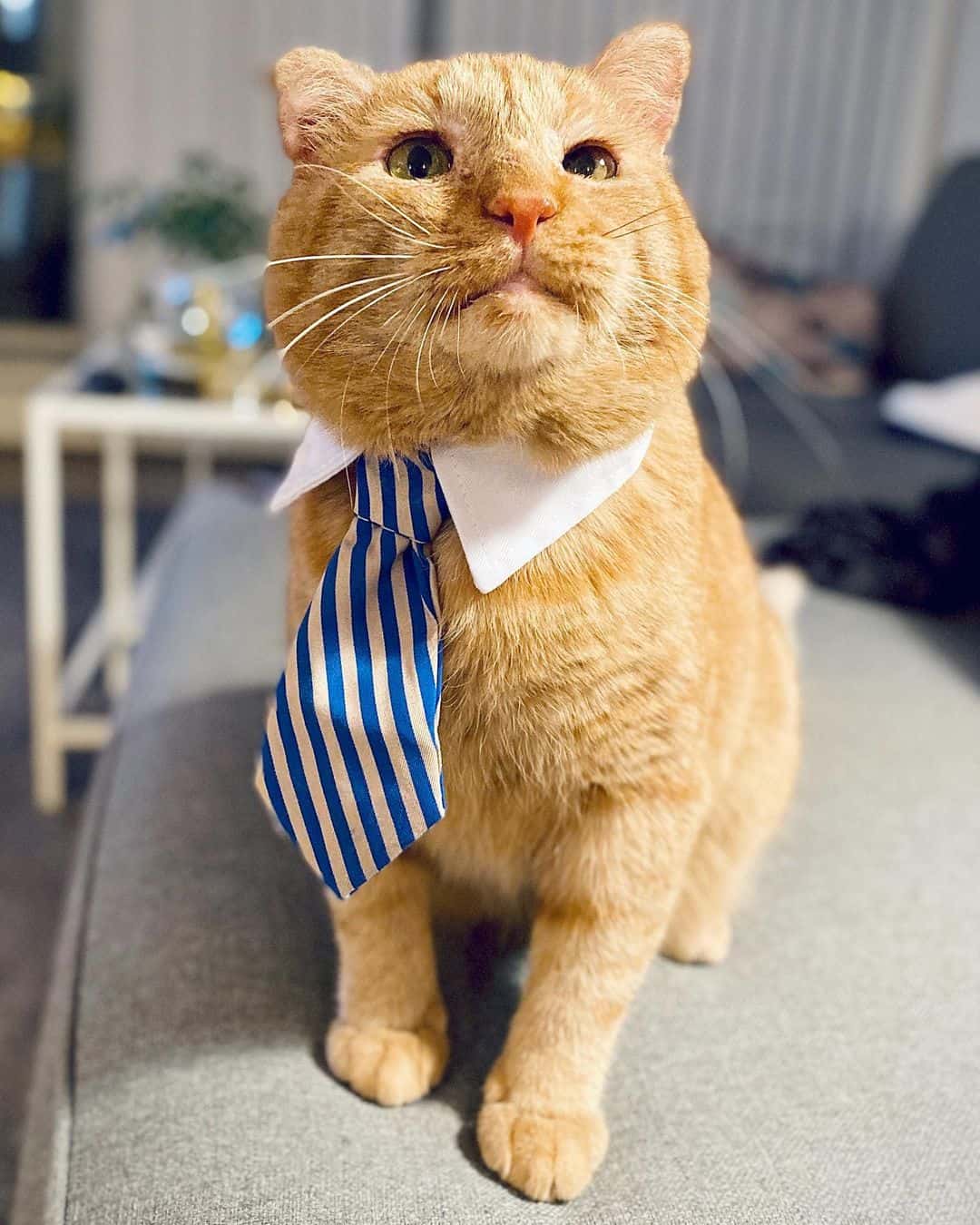 orange cat with tie sitting on bed